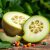 Melon Galia – właściwości, wartości odżywcze i zastosowanie w diecie