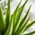 Aloes w kosmetykach – właściwości, zastosowanie i przepisy DIY